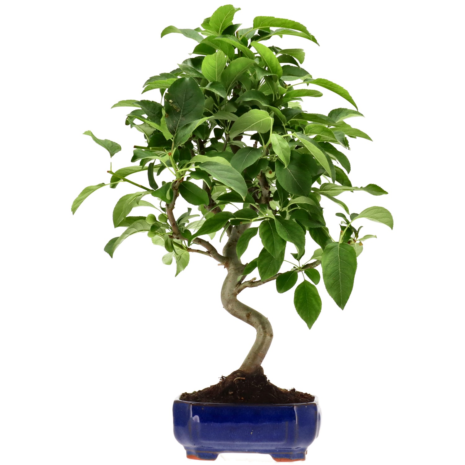 Zierapfel, ca. 8 J. (41 cm)
