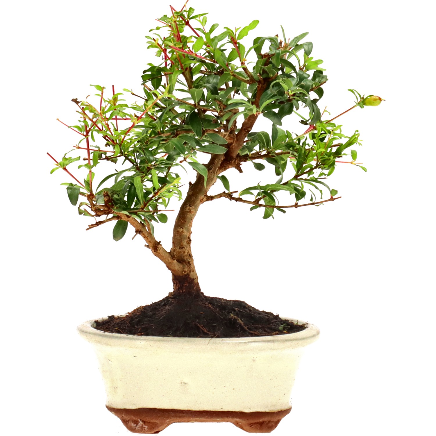 Granado, aprox. 7 años (20 cm)