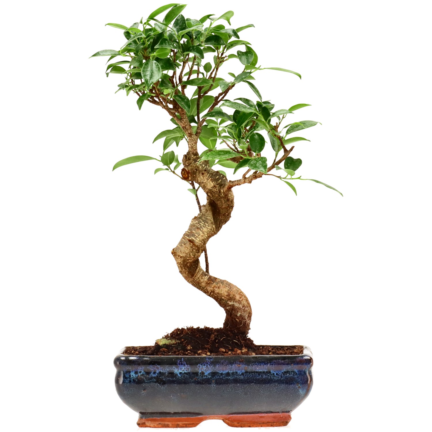 Ficus Retusa, env. 9 ans (33 cm)