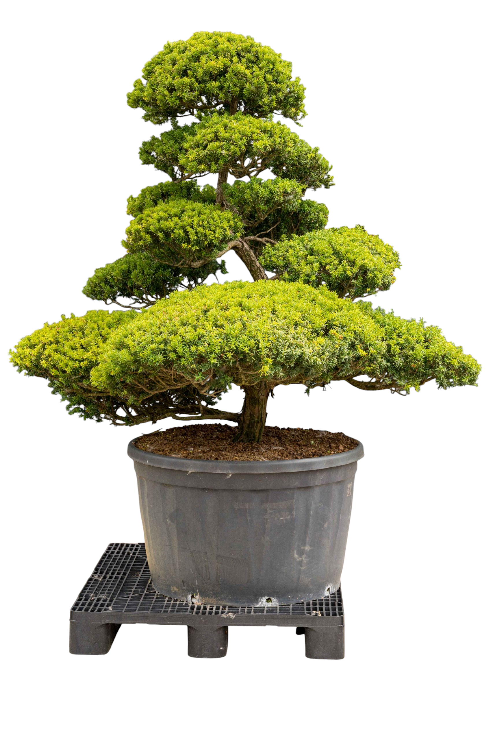 bonsai.fallbackImageTitle