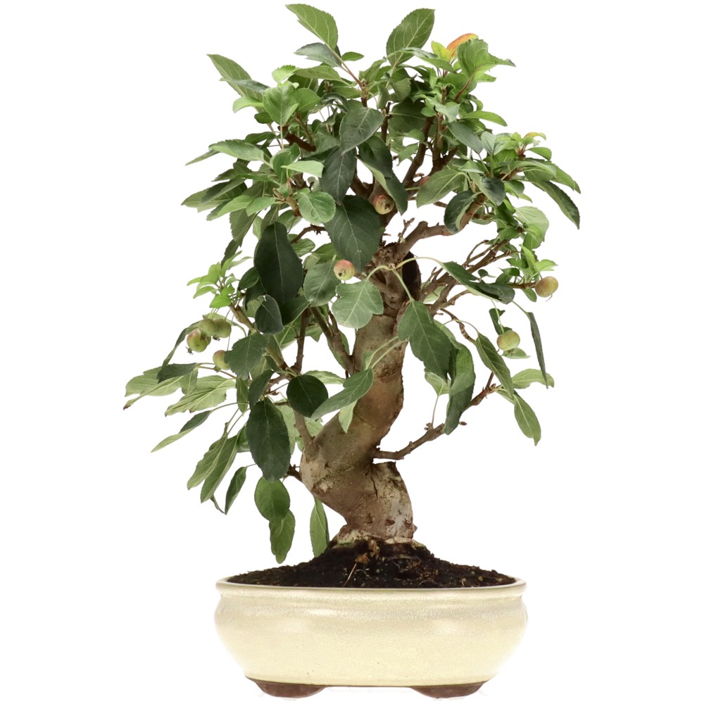 Zierapfel, ca. 17 J. (42 cm)