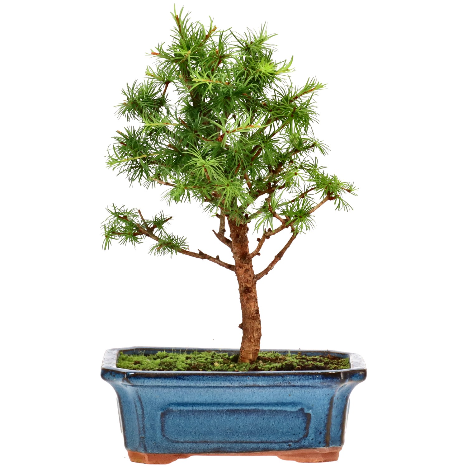 Mélèze du Japon, env. 7 ans (26 cm)