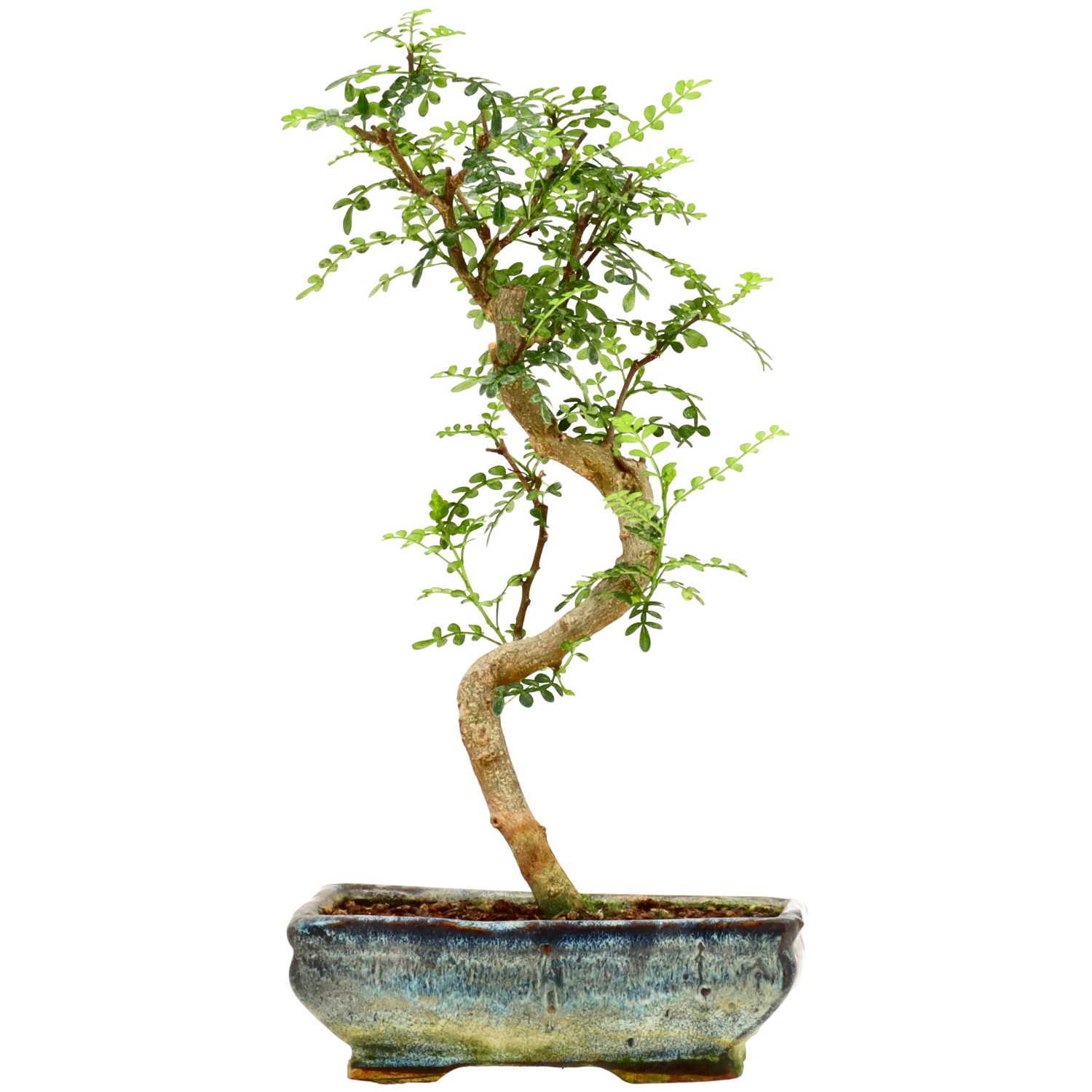 Pepe di Sichuan, ca. 9 anni (30 cm)