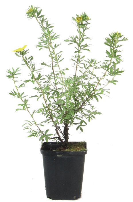 Cinquefoglio cespuglioso, ca. 3 anni (10-25 cm)