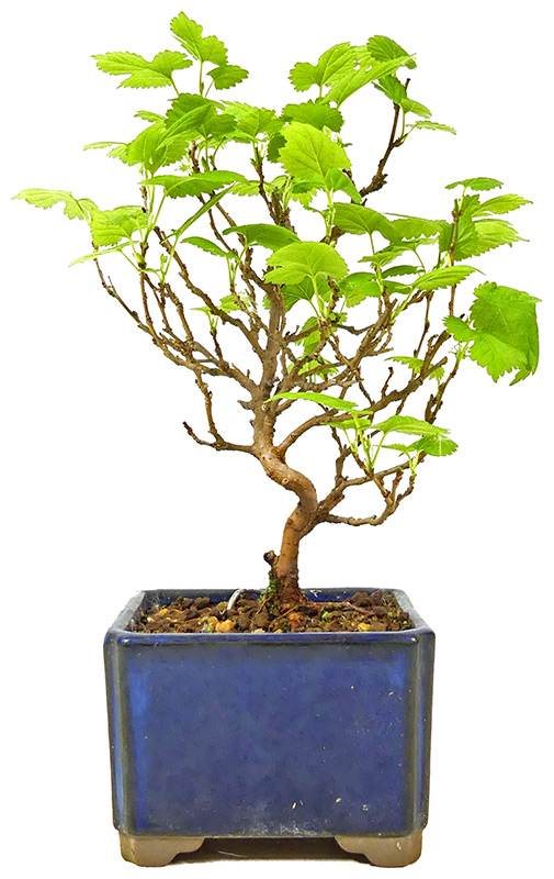 Morus sp., ca. 10 anni (20 cm)