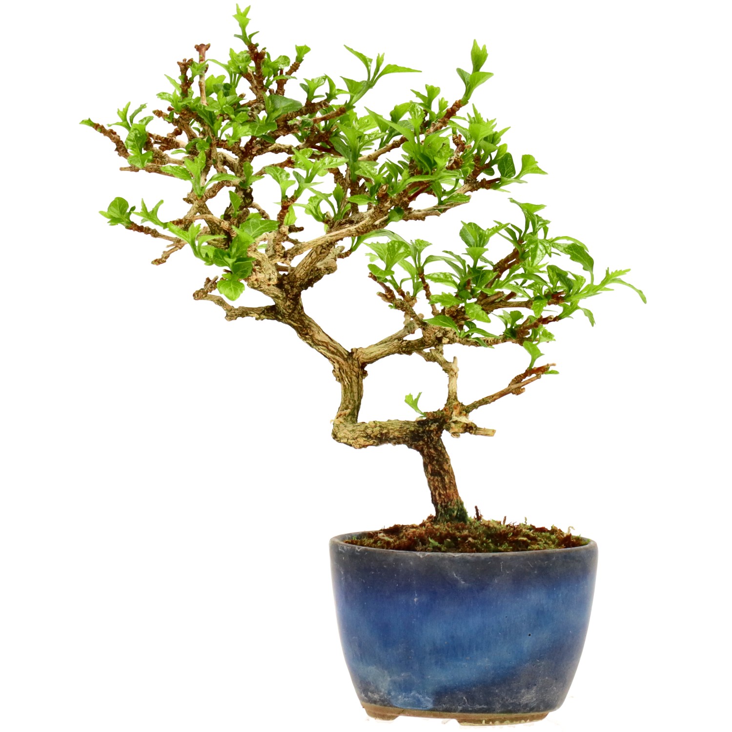 Premna japonica, env. 8 ans (16 cm)