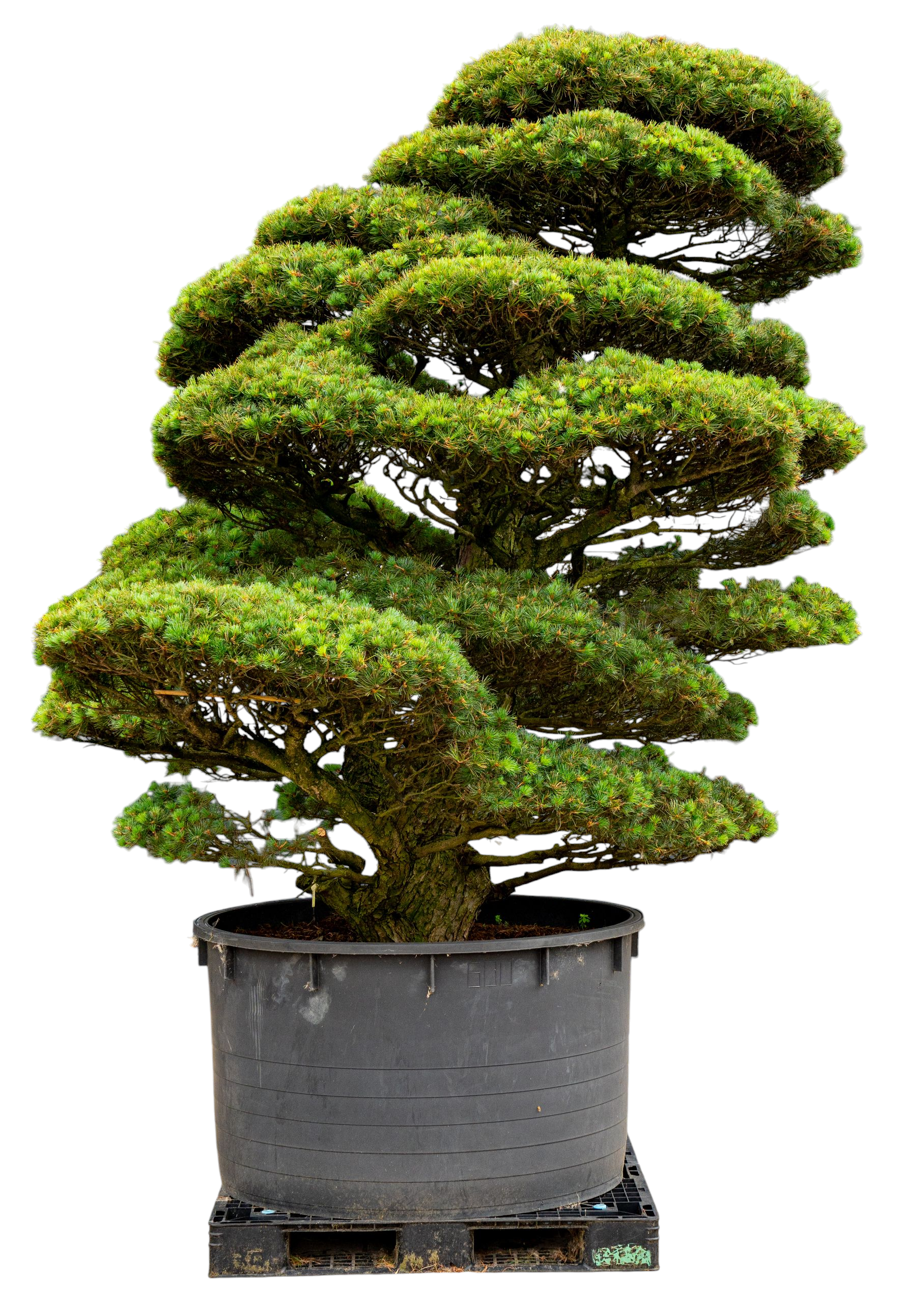 bonsai.fallbackImageTitle bonsai.fallbackImageTitle