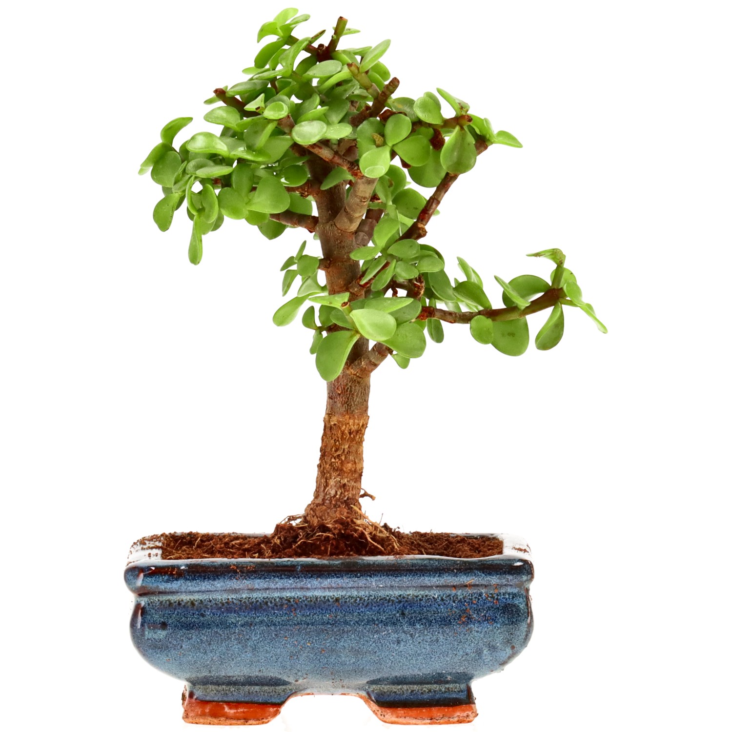 Jadebaum, ca. 7 J. (19 cm)