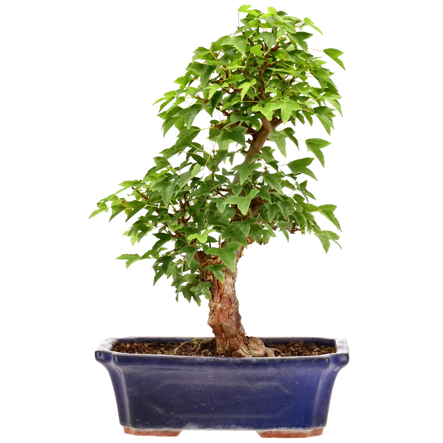 Trident Maple, approx. 18 y. (36 cm)