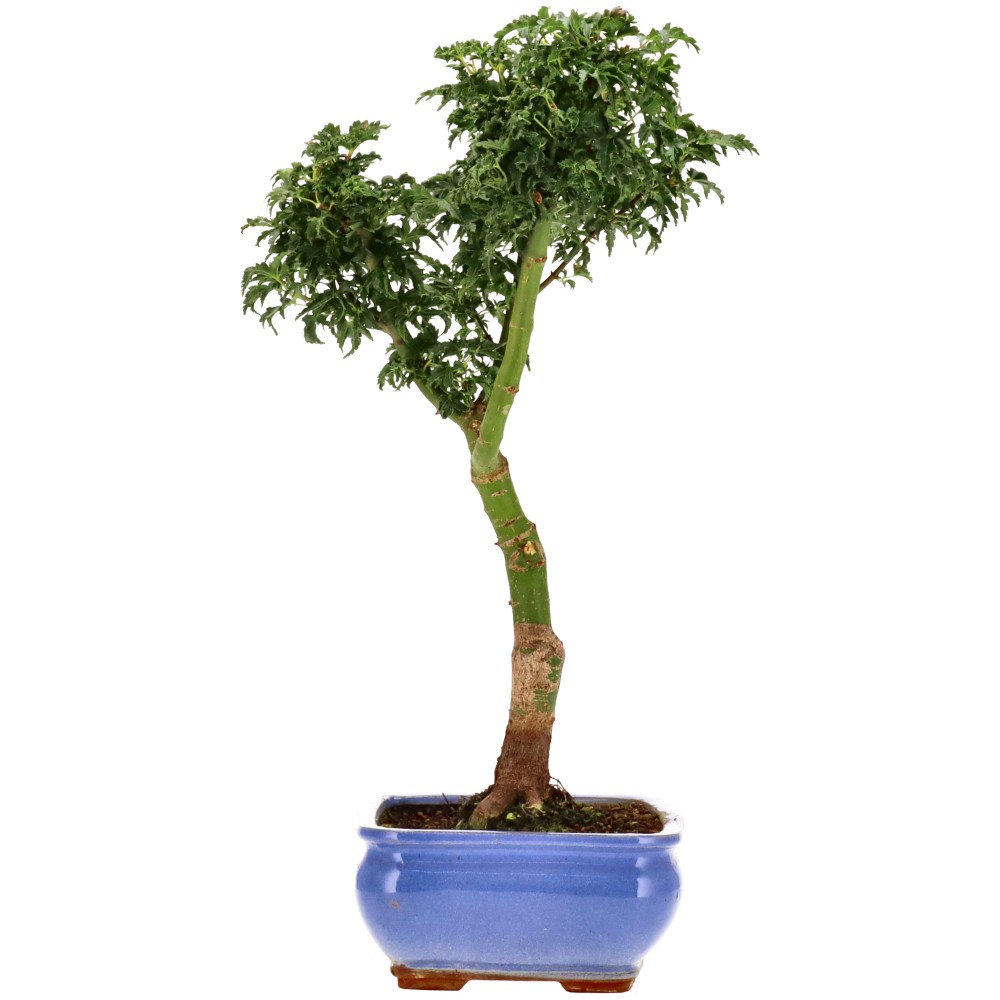 bonsai.fallbackImageTitle