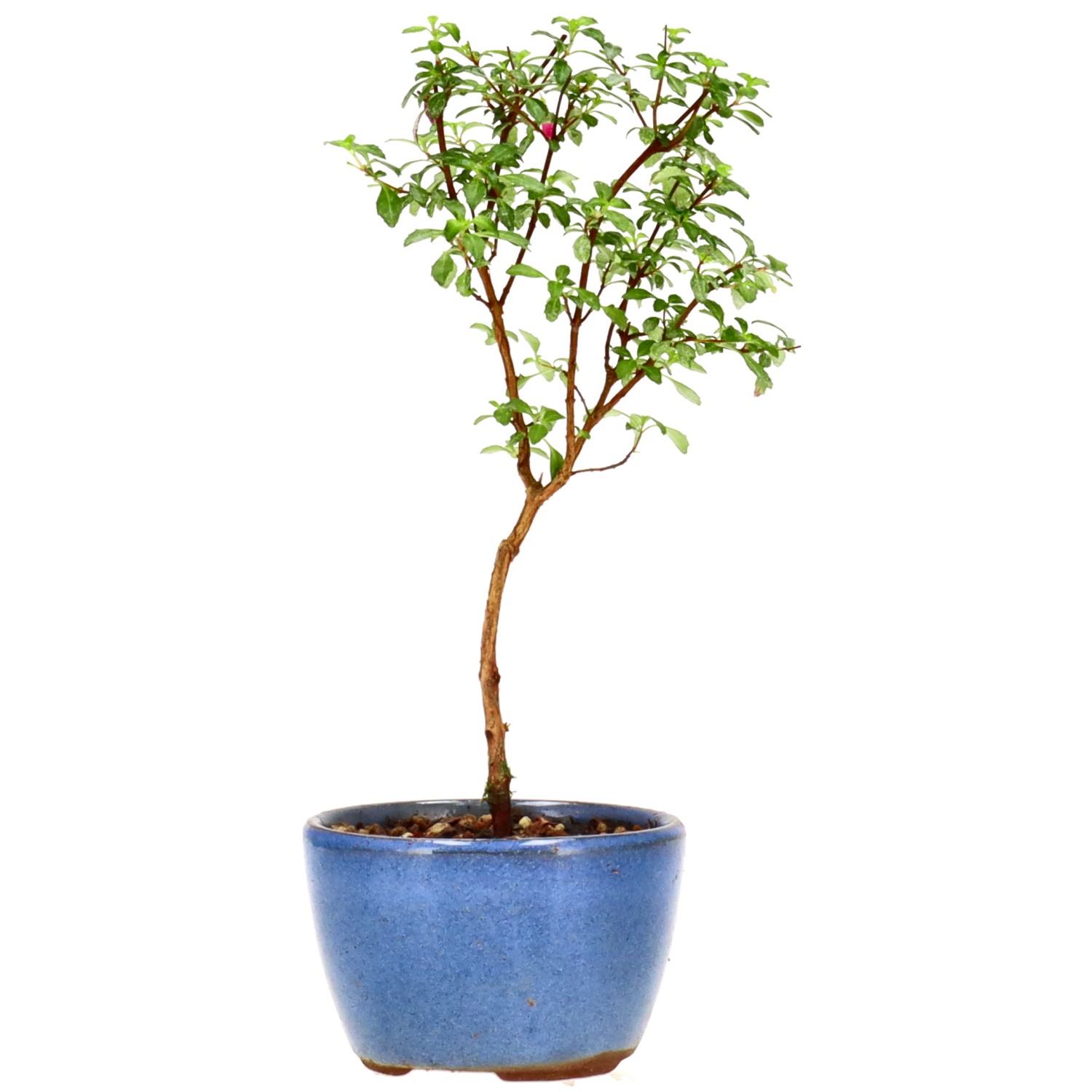 Fuchsie, ca. 1 J. (16 cm)