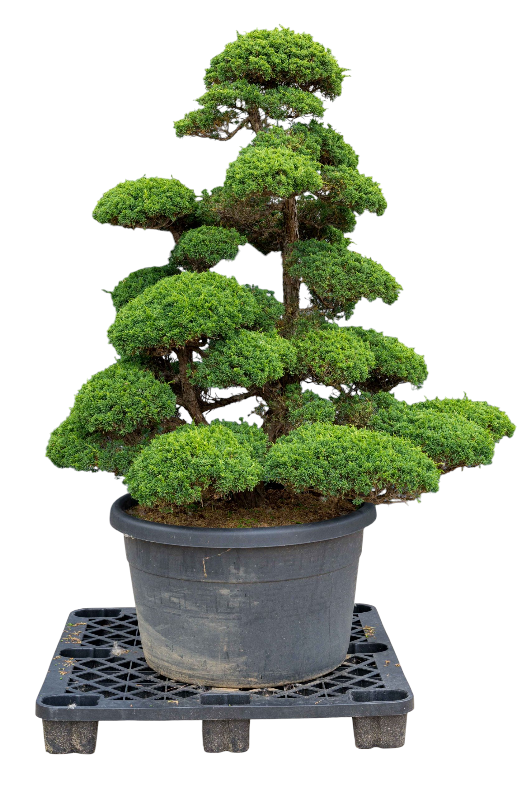 Tuinbonsai - Chinese jeneverbes, ca. 40 j.