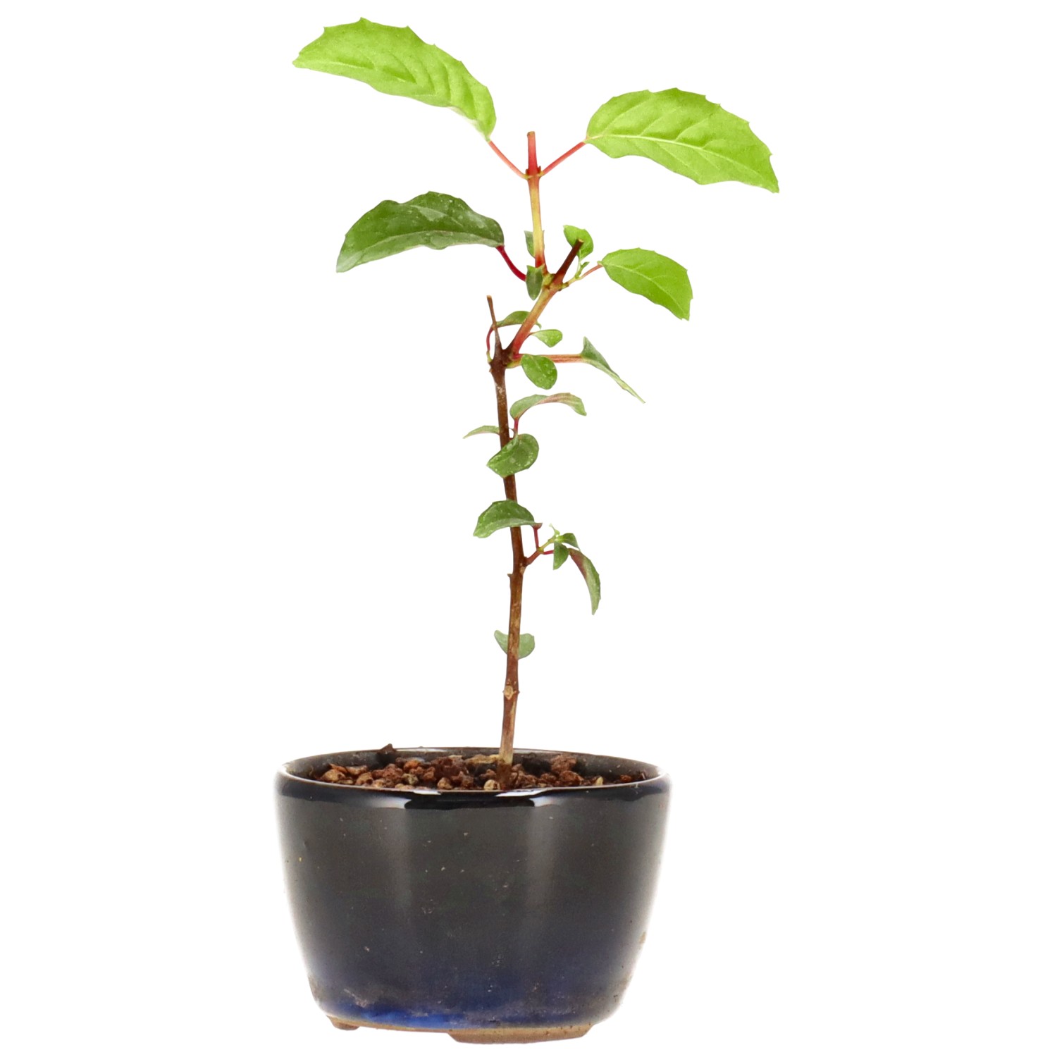 Fuchsie 'Genii', ca. 2 J. (14 cm)