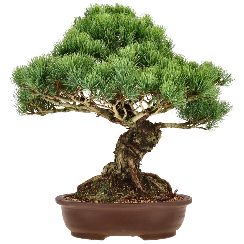 bonsai.fallbackImageTitle bonsai.fallbackImageTitle