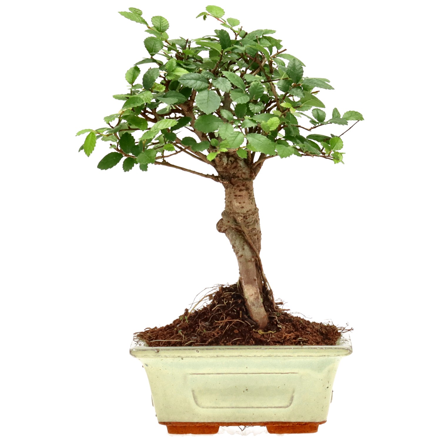 Chin. Ulme, ca. 6 J. (18 cm)