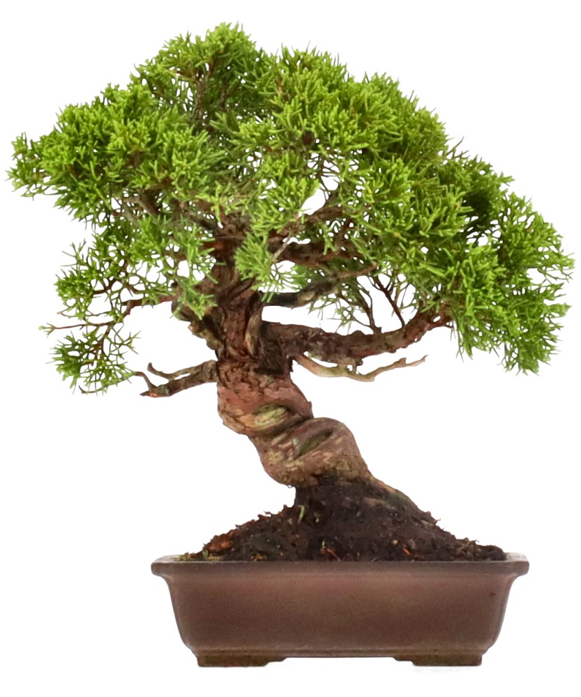bonsai.fallbackImageTitle bonsai.fallbackImageTitle