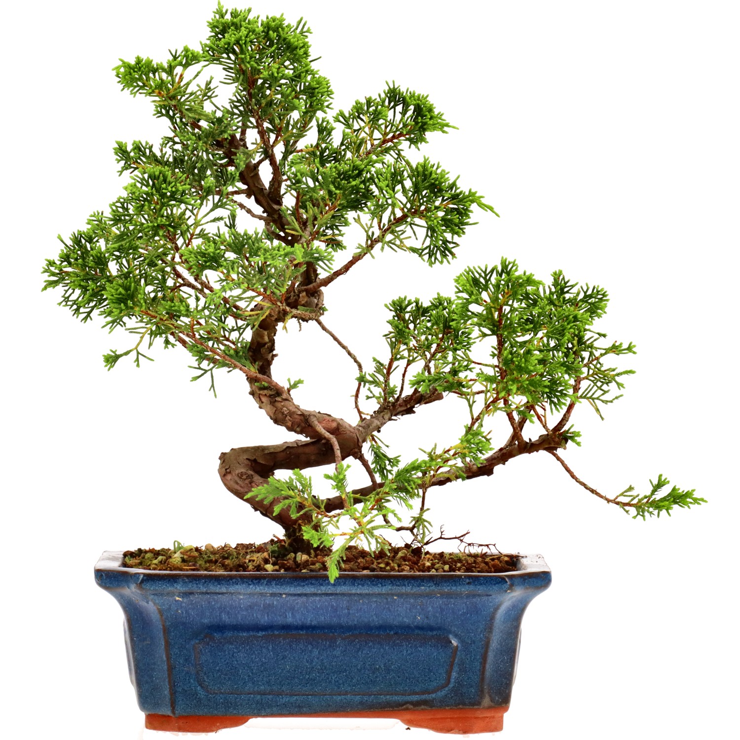 Genévrier de Chine, env. 9 ans (25 cm)