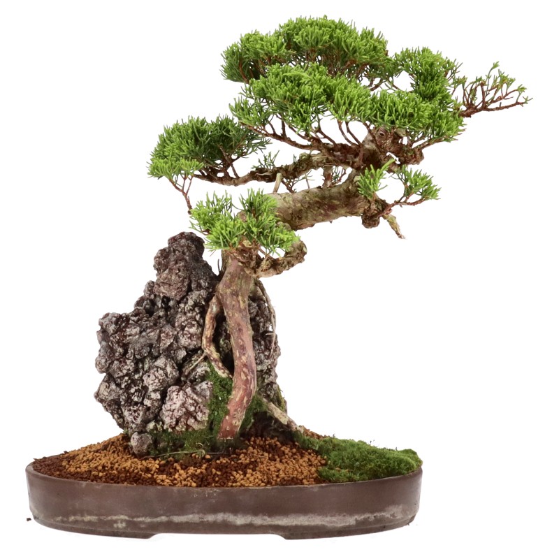 bonsai.fallbackImageTitle bonsai.fallbackImageTitle
