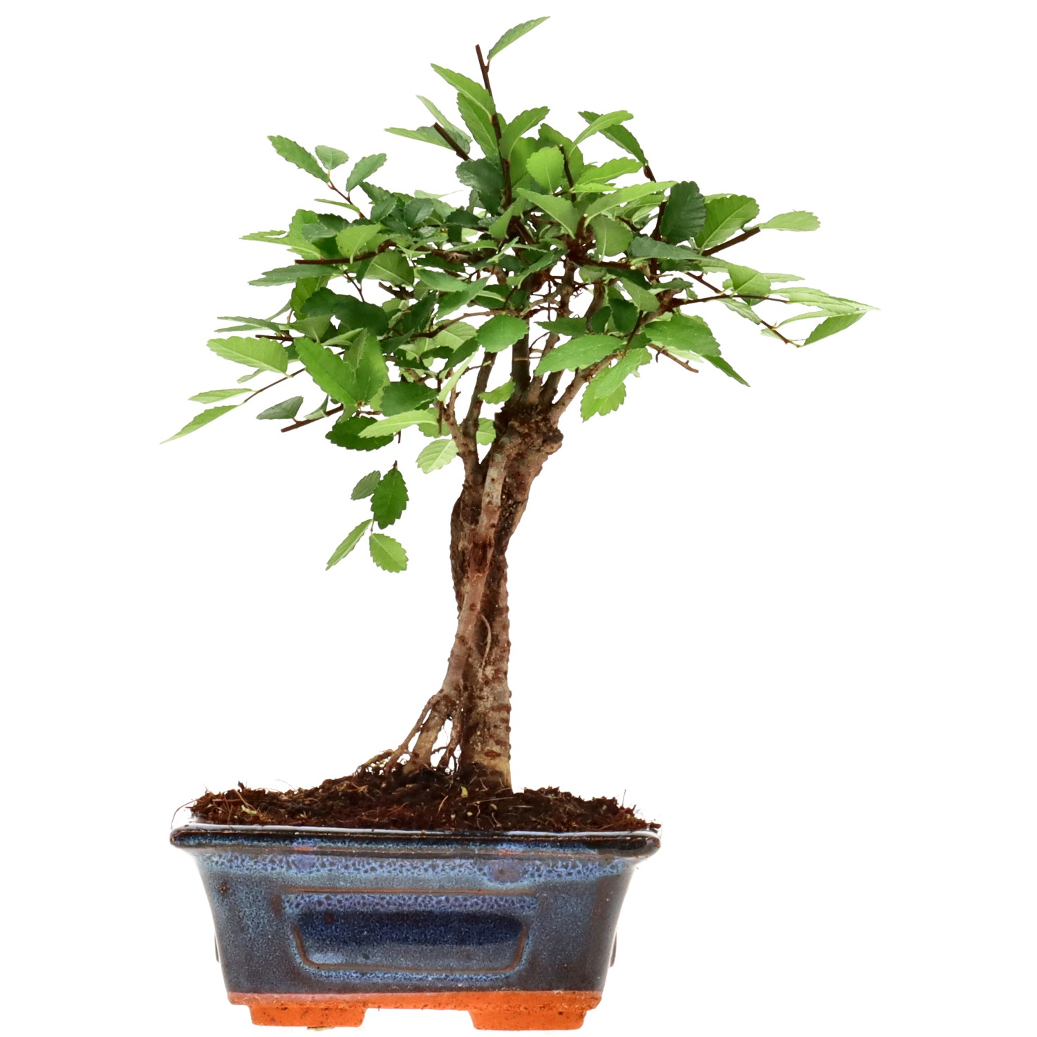 Orme de Chine, env. 6 ans (20 cm)