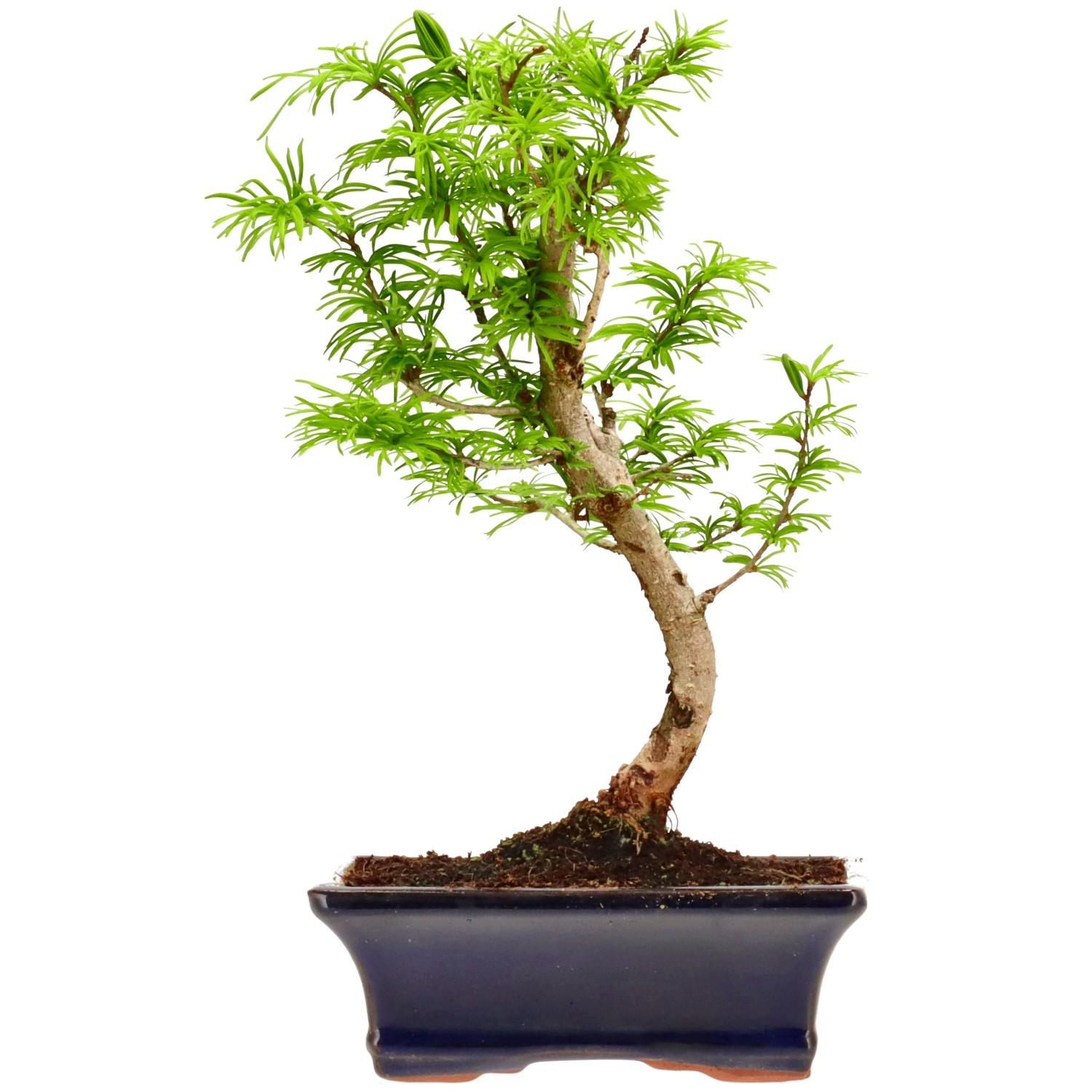 Falso alerce dorado, aprox. 10 años (29 cm)