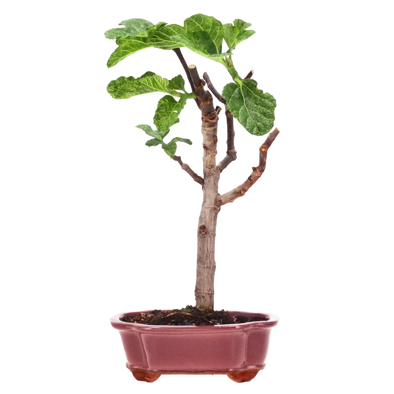 Ficus carica, ca. 7 anni (34 cm)