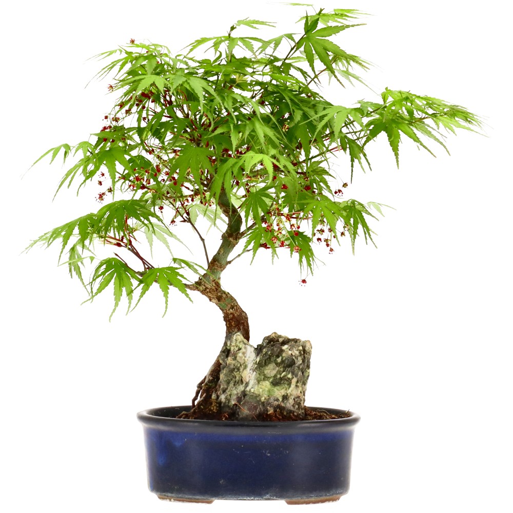 Érable palmé, env. 12 ans (27 cm)