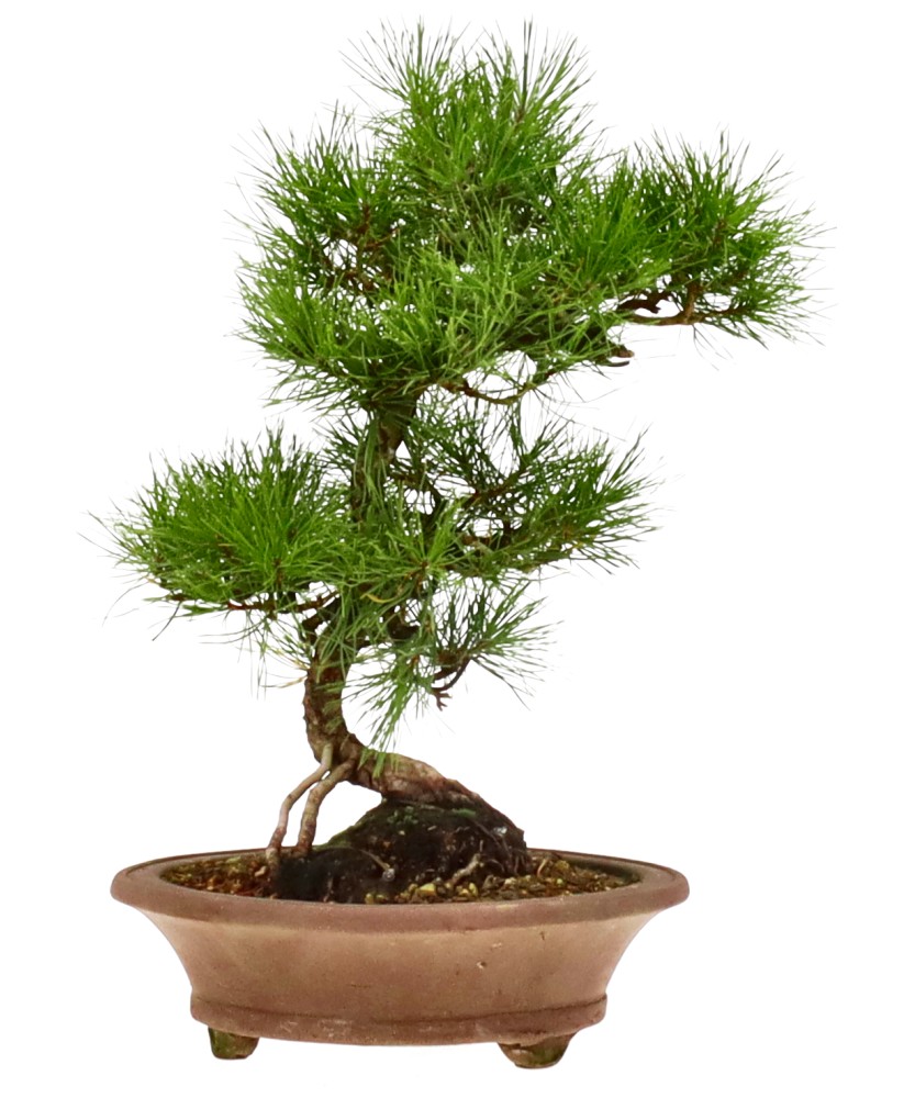 bonsai.fallbackImageTitle bonsai.fallbackImageTitle