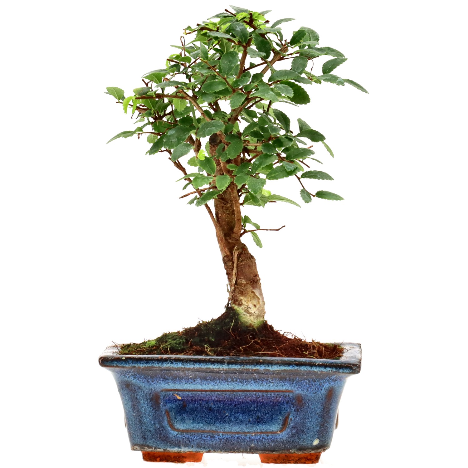 Olmo chino, aprox. 6 años (16 cm)