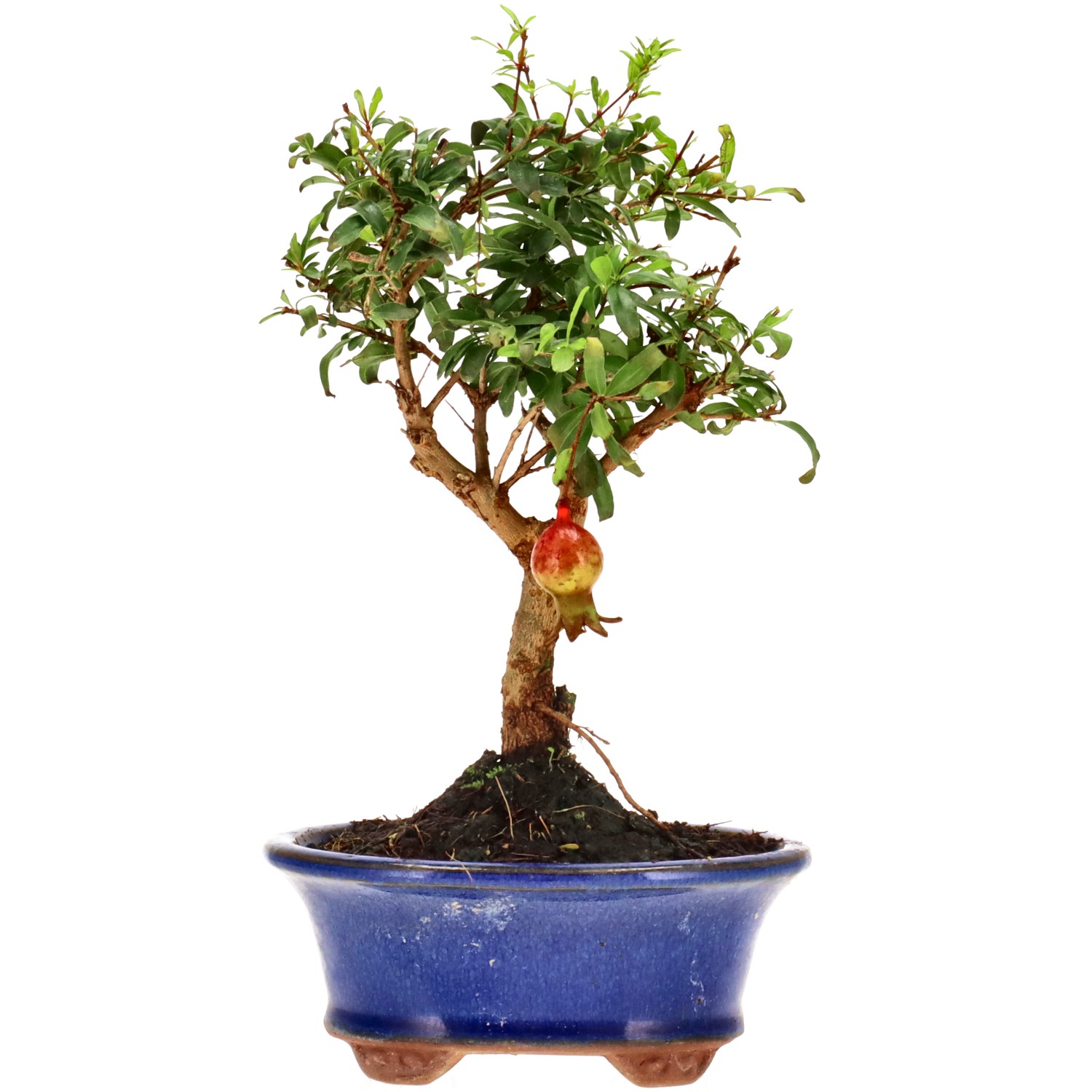 Granatapfel, ca. 7 J. (20 cm)