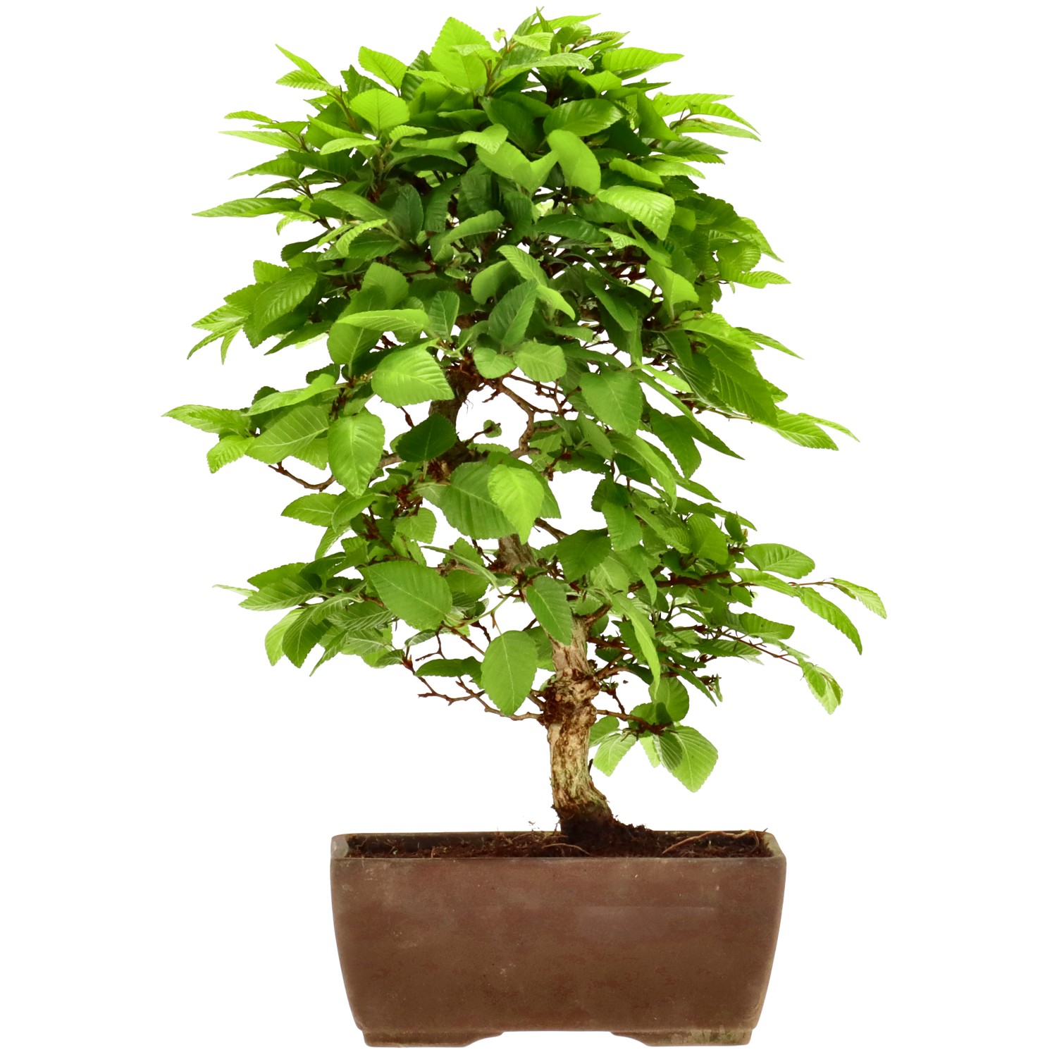 Jap. Hainbuche, ca. 10 J. (26 cm)