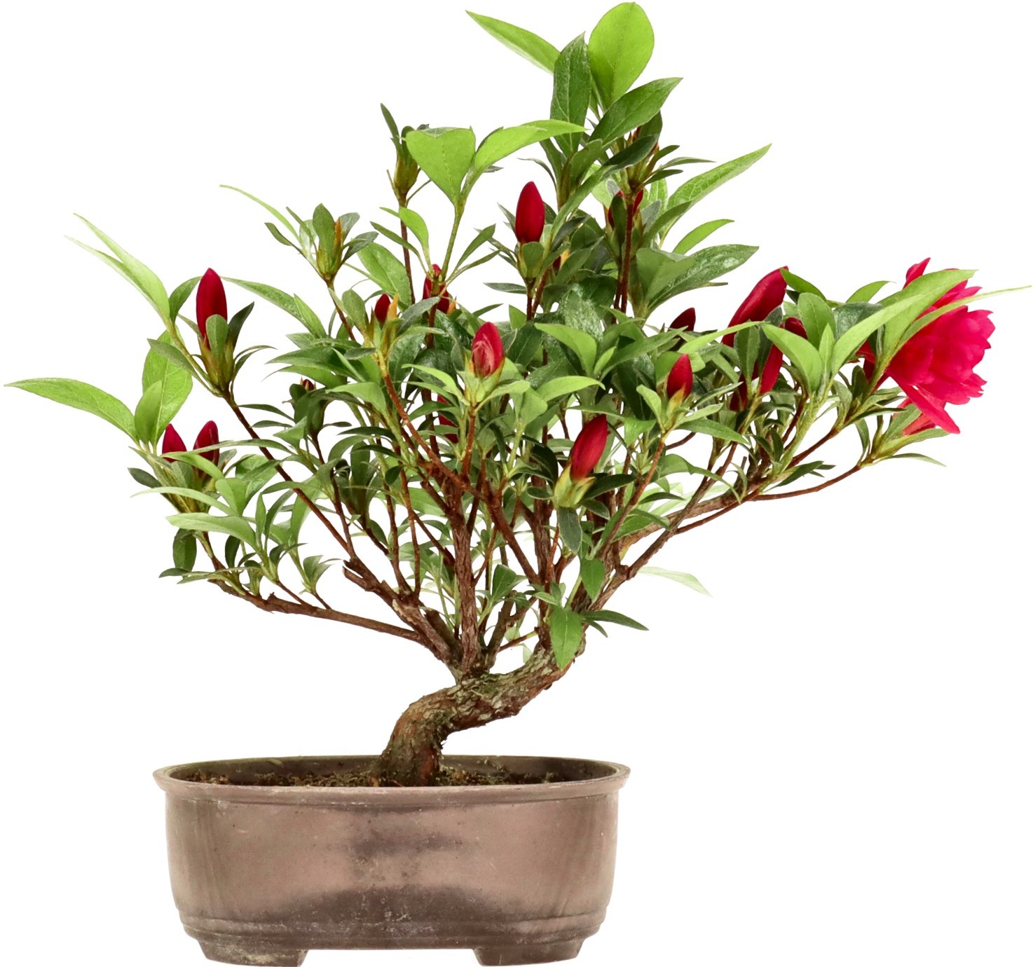 [B030] Azalea japónica, aprox. 6 annos