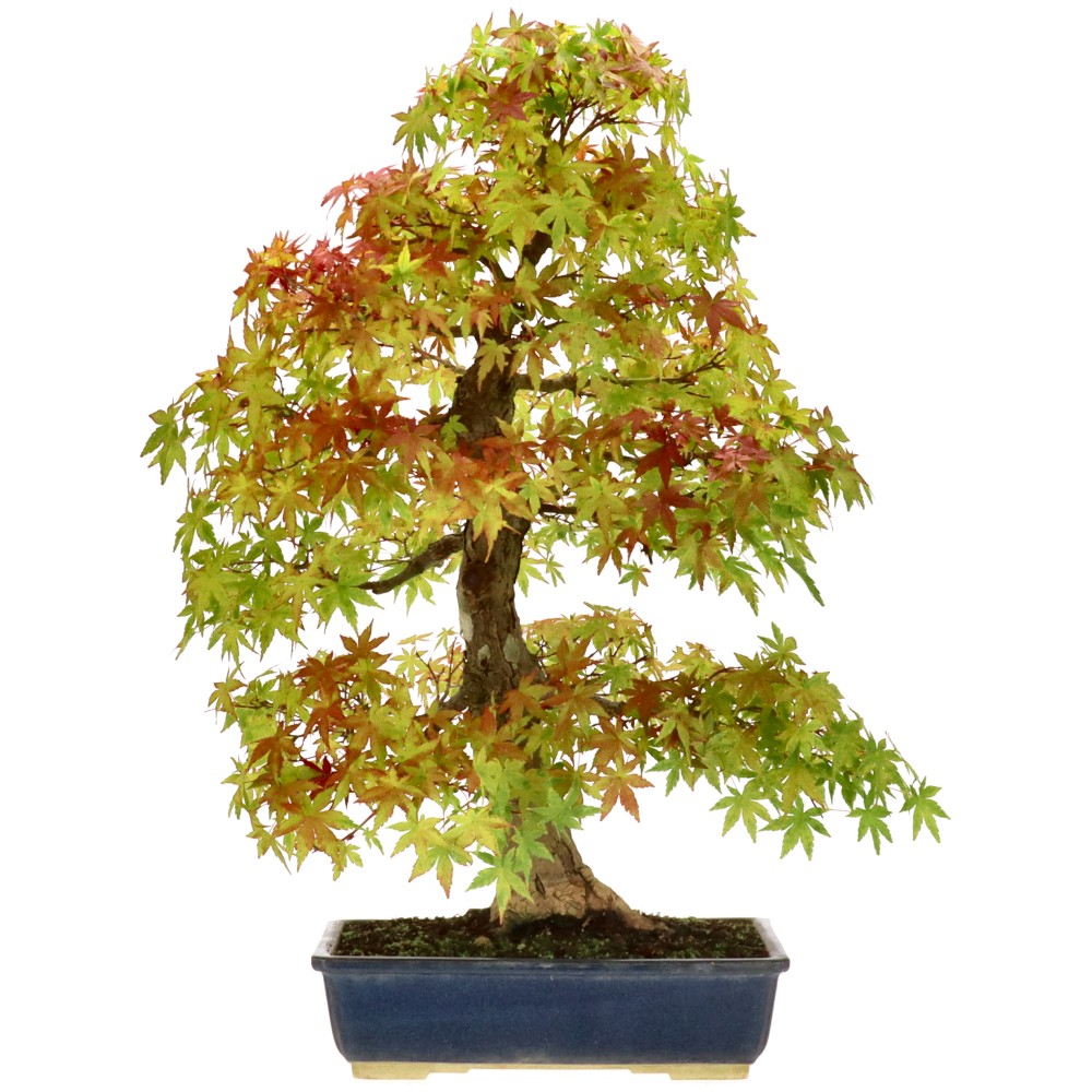 Jap. Maple, approx. 30 y. (58 cm)