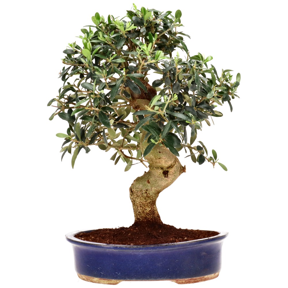 bonsai.fallbackImageTitle