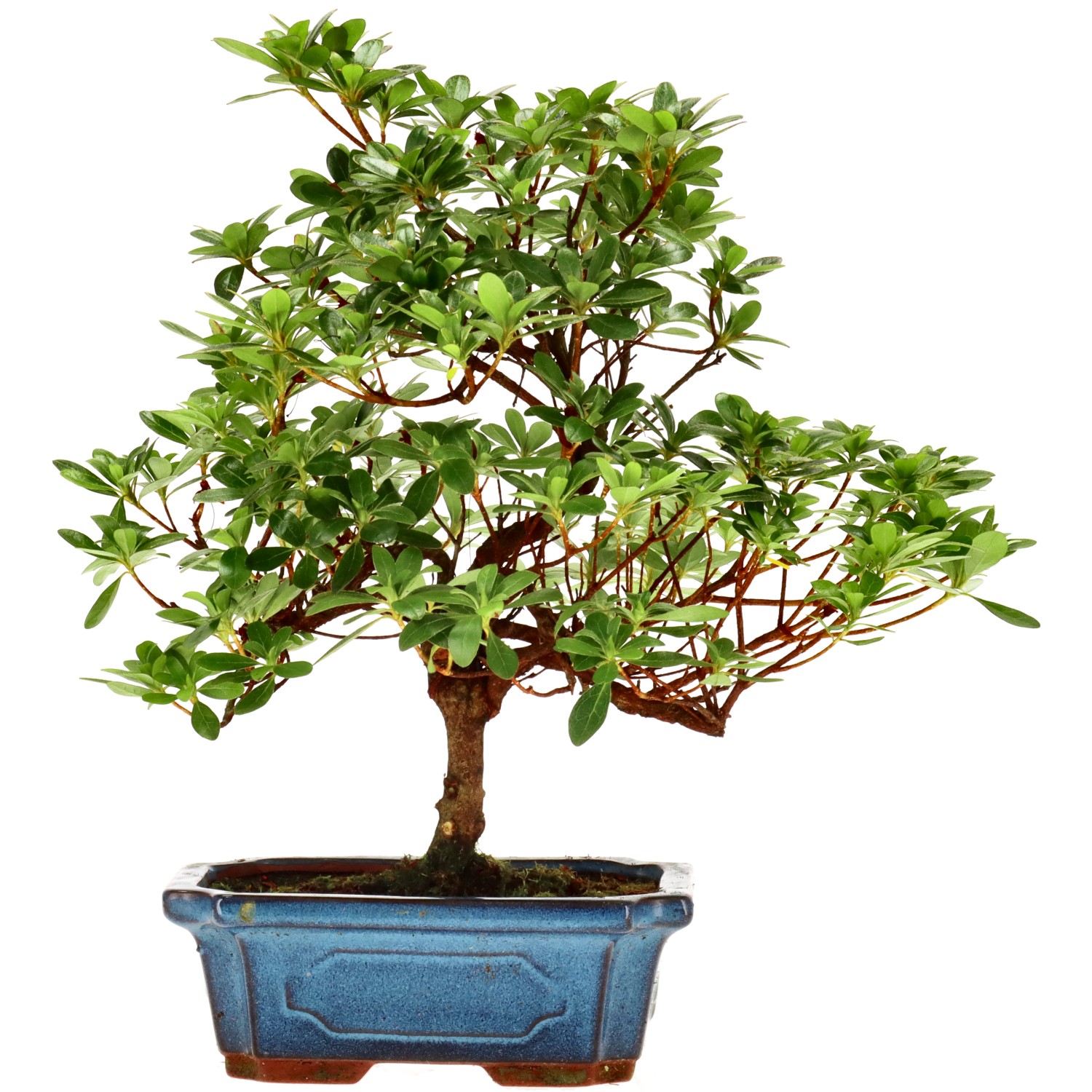 Jap. Azalee (Osakazuki), ca. 10 J. (30 cm)