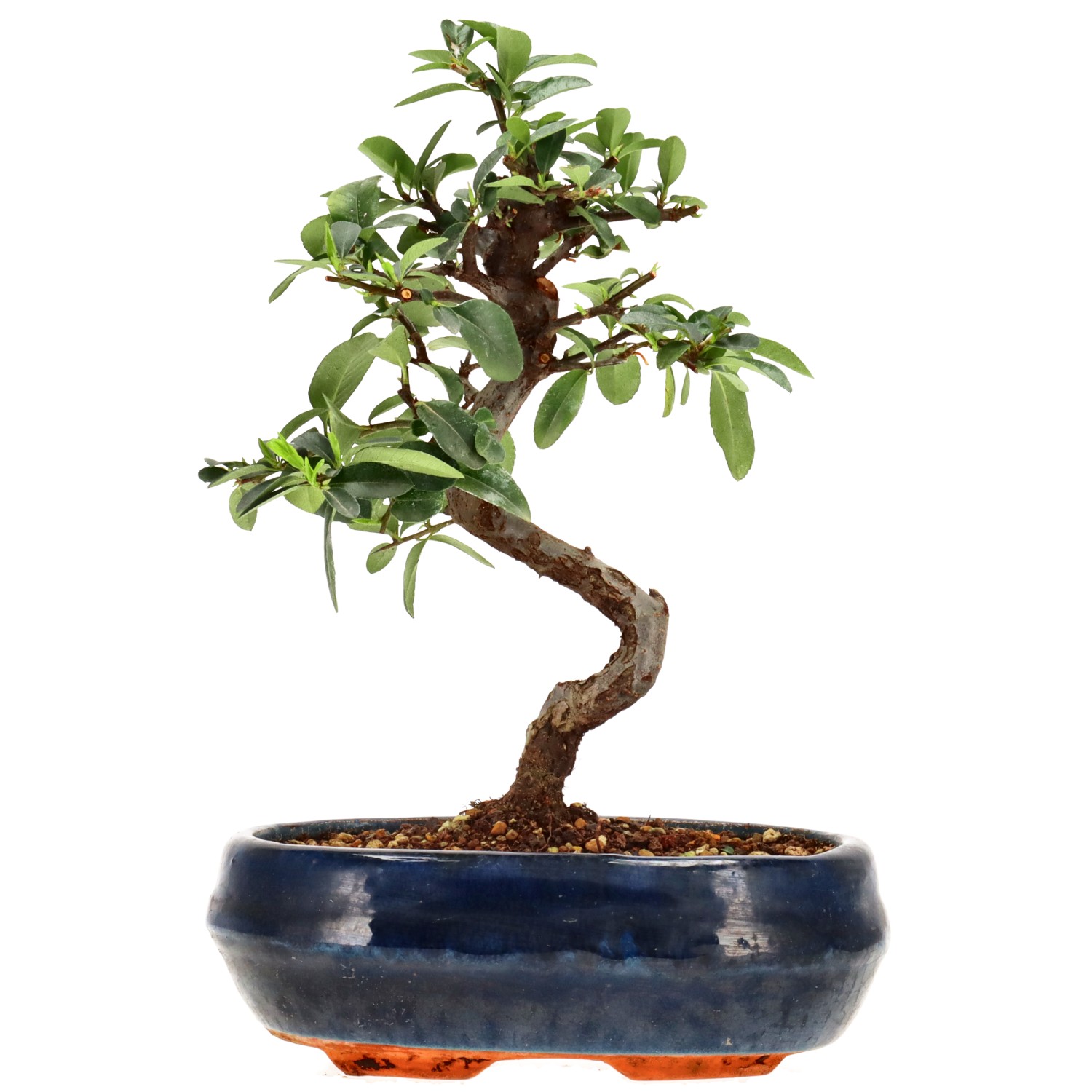 Feuerdorn, ca. 7 J. (24 cm)