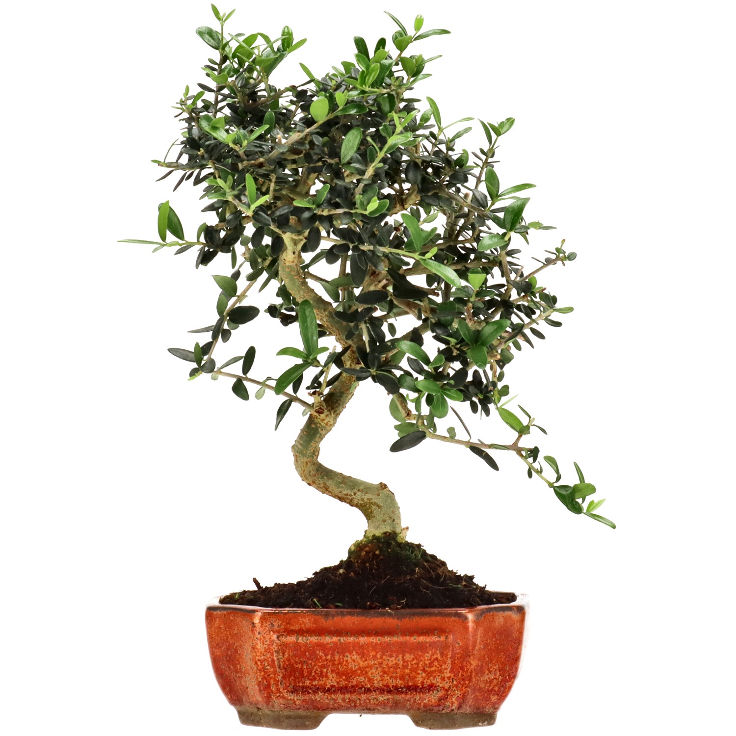 Olea sylvestris, env. 10 ans (29 cm)