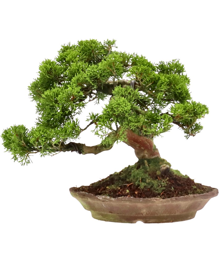 bonsai.fallbackImageTitle bonsai.fallbackImageTitle