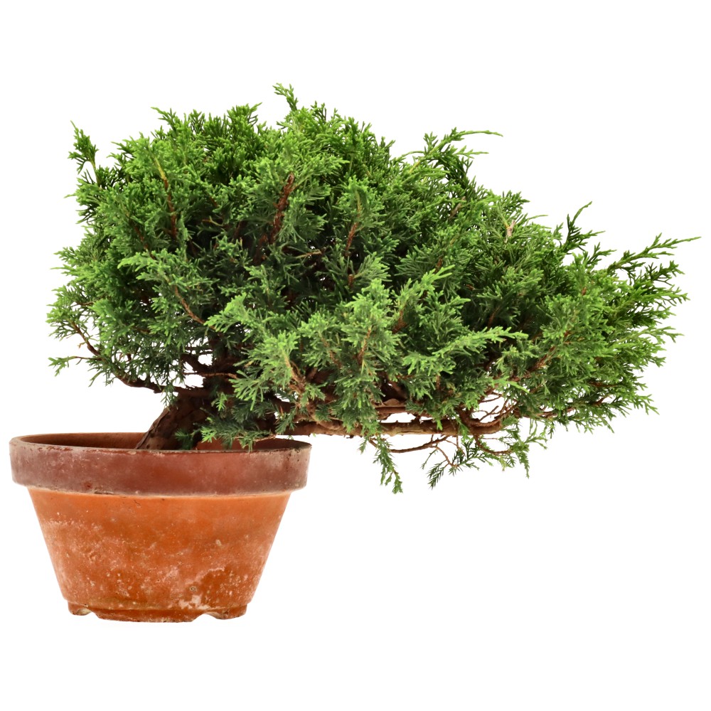 Genévrier de Chine, env. 20 ans (25 cm)