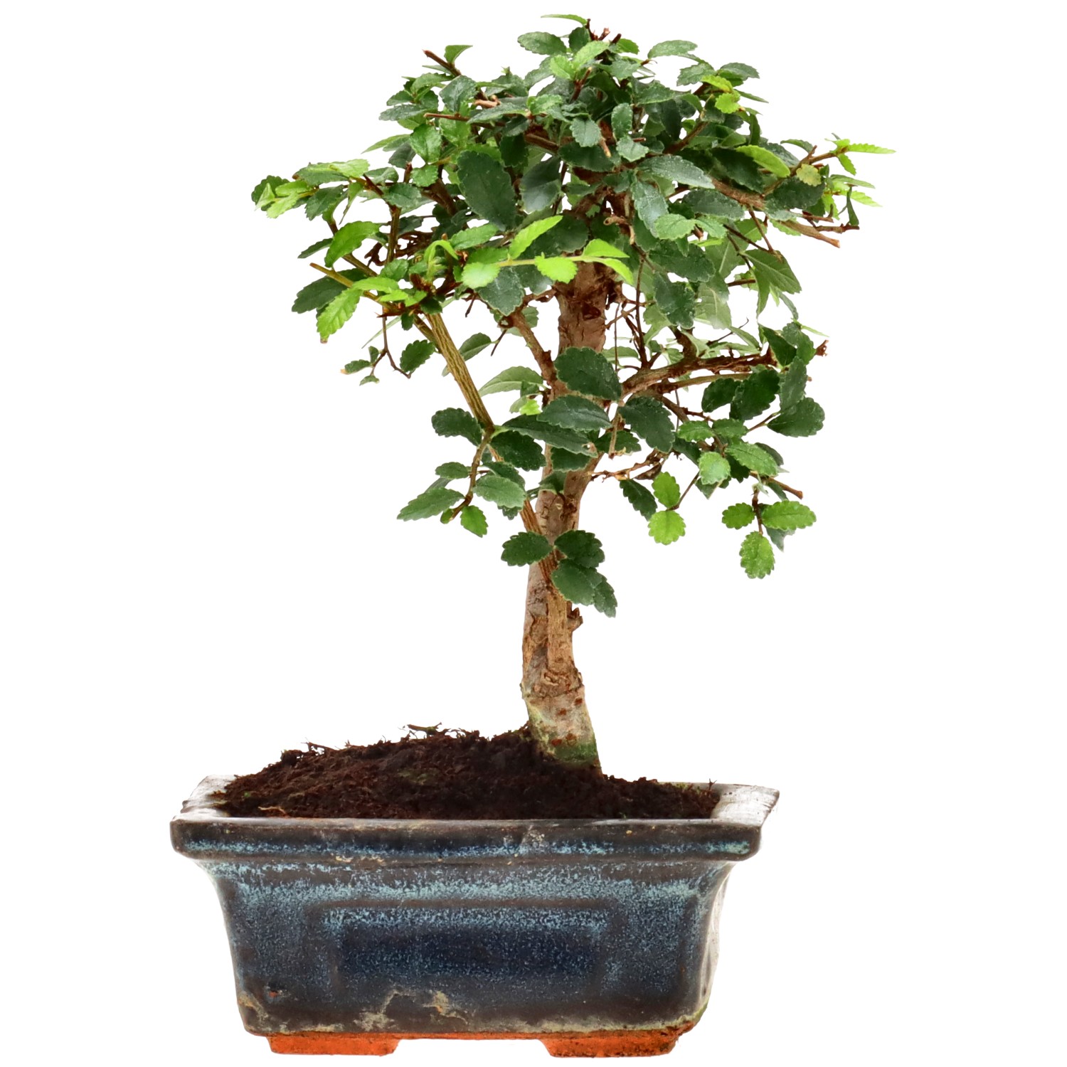 Olmo cinese, ca. 6 anni (17 cm)