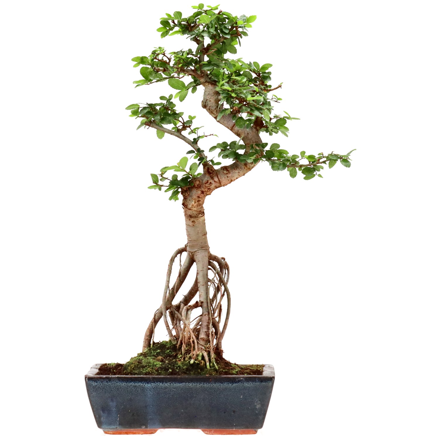 Olmo cinese, ca. 12 anni (46 cm)