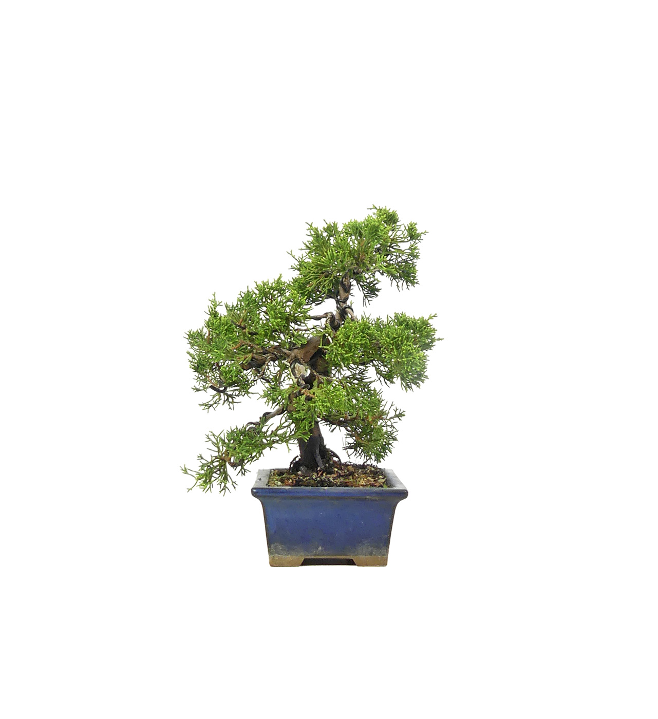 bonsai.fallbackImageTitle bonsai.fallbackImageTitle