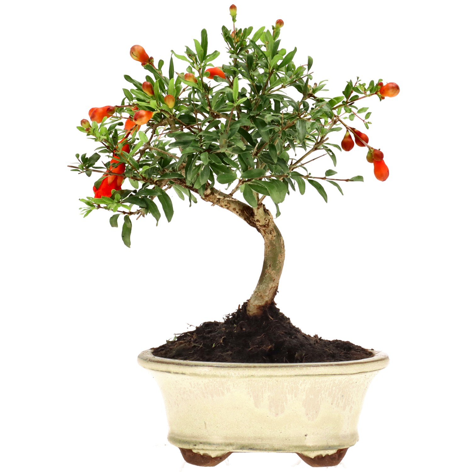 Grenadier commun, env. 7 ans (17 cm)