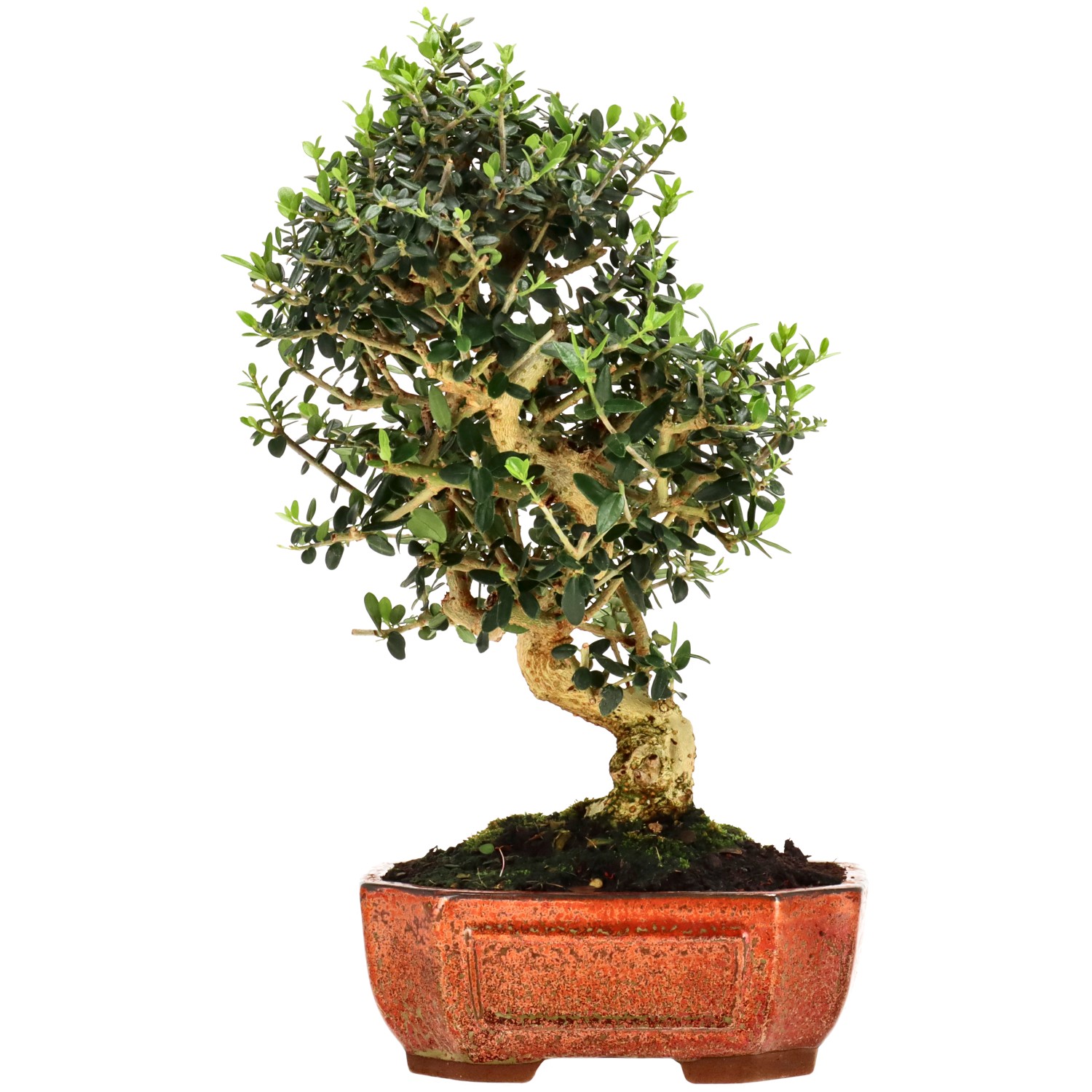 Wildolive, ca. 10 J. (28 cm)