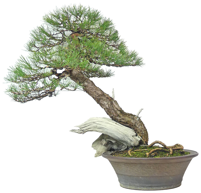 bonsai.fallbackImageTitle