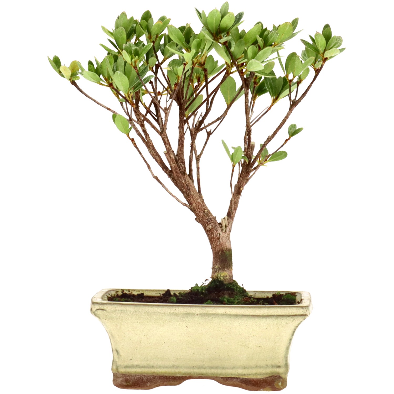 Japanese azalea (Osakazuki), approx. 7 y. (20 cm)
