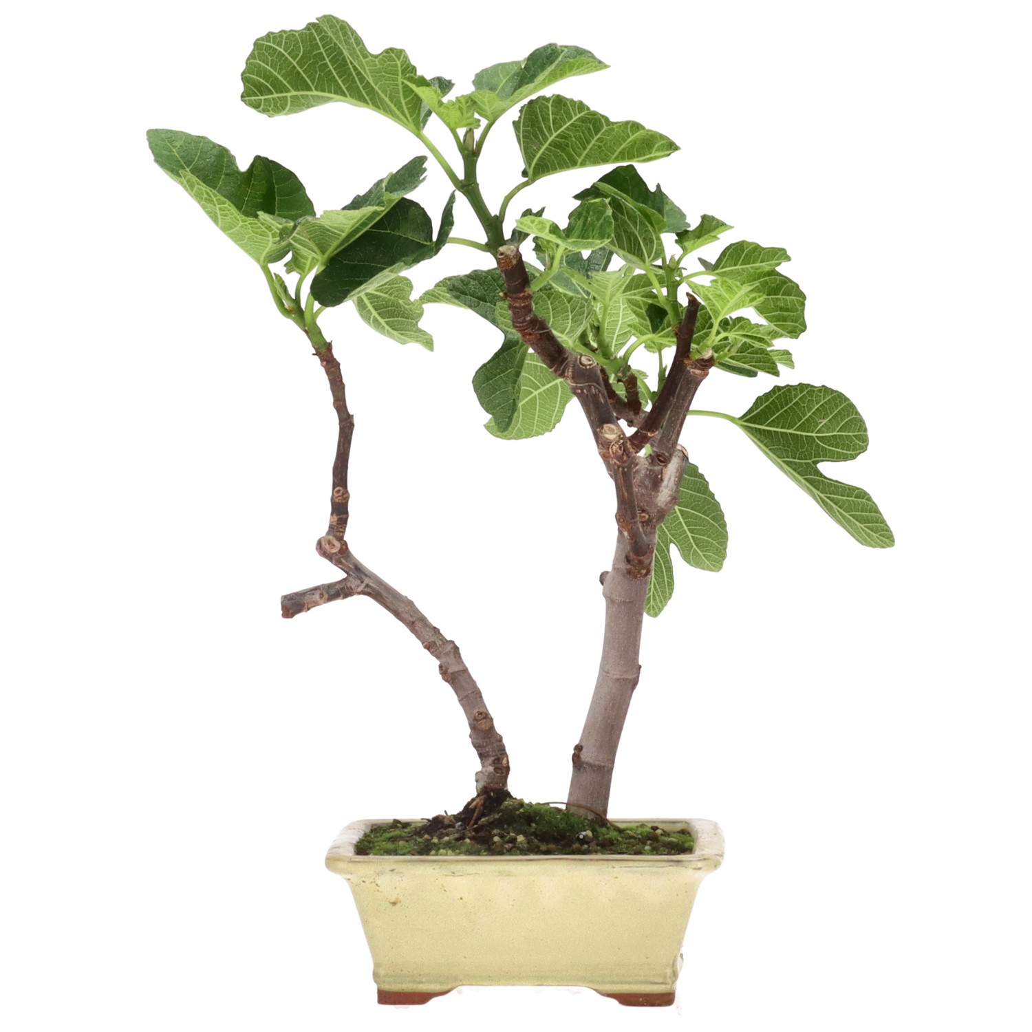Ficus carica, ca. 7 anni (36 cm)