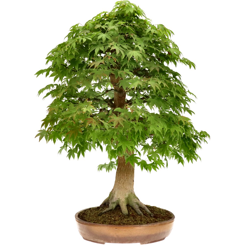 Érable palmé, env. 30 ans (79 cm)