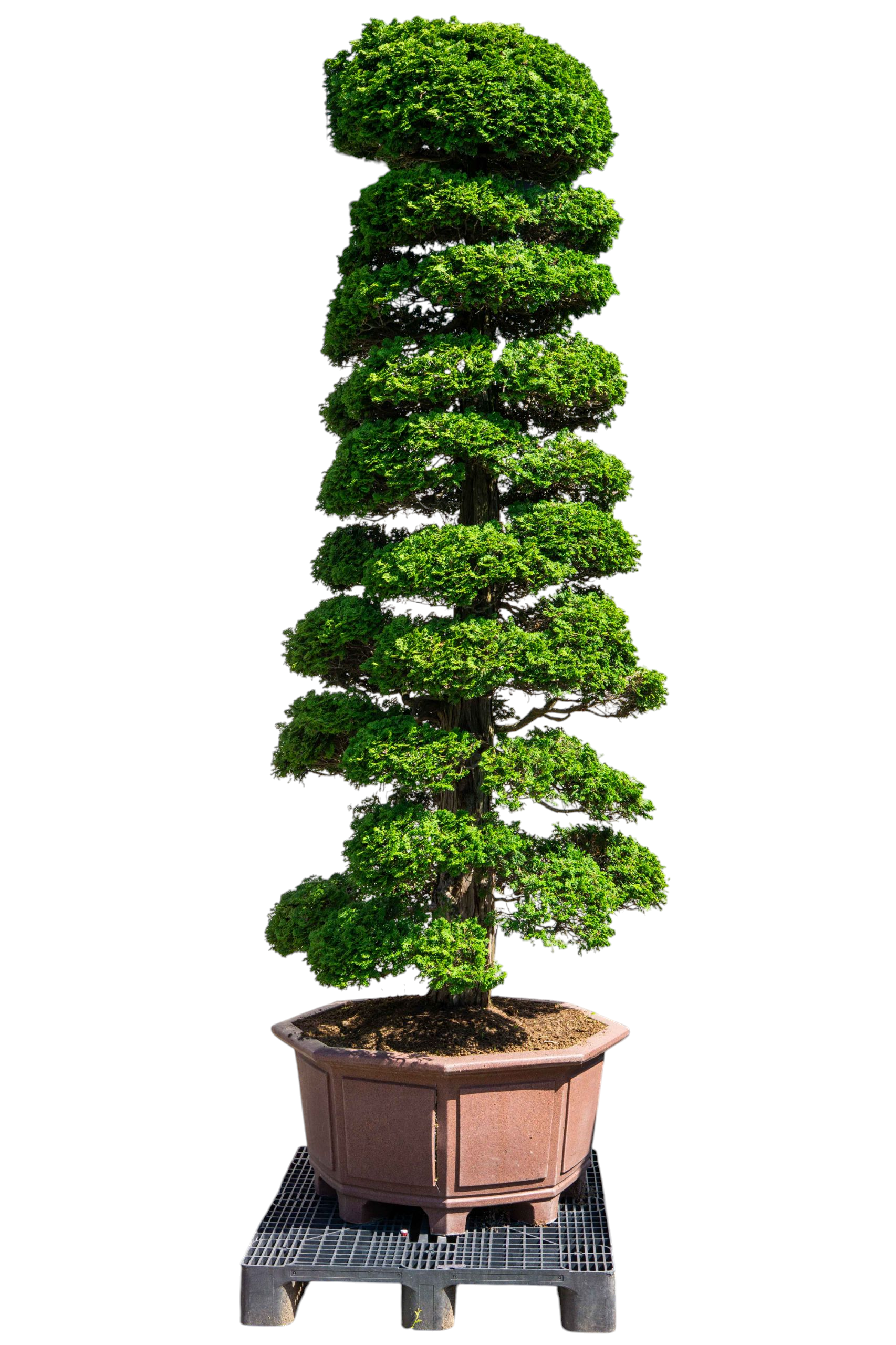 bonsai.fallbackImageTitle bonsai.fallbackImageTitle
