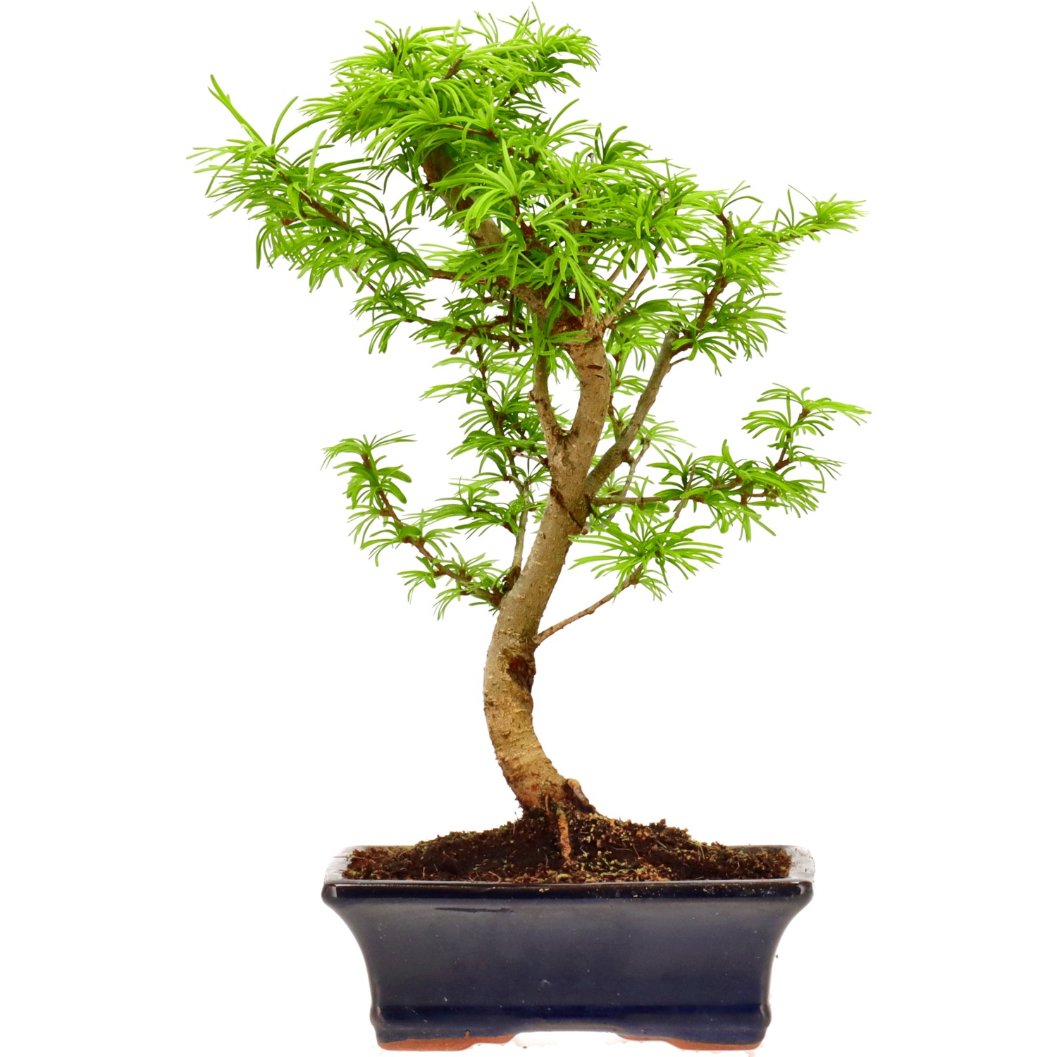 Goldlärche, ca. 10 J. (32 cm)