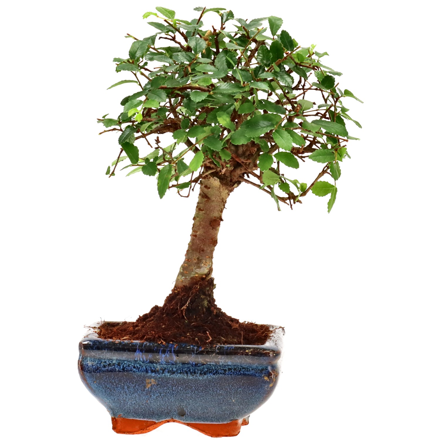 Chin. Ulme, ca. 6 J. (18 cm)